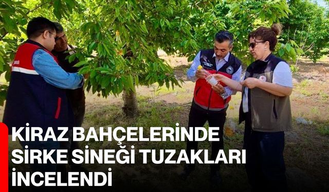 Kiraz bahçelerinde sirke sineği tuzakları incelendi