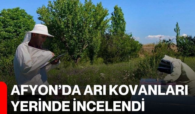 Afyon’da arı kovanları yerinde incelendi