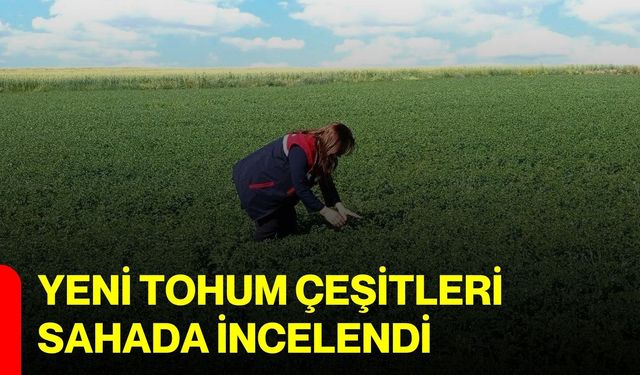 Yeni tohum çeşitleri sahada incelendi