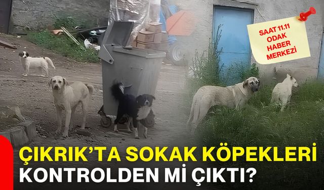 Çıkrık’ta sokak köpekleri kontrolden mi çıktı?