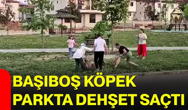 Başıboş köpek parkta dehşet saçtı