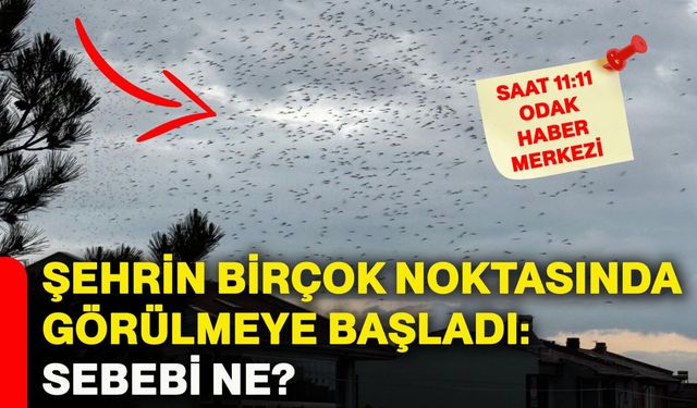 Şehrin birçok noktasında görülmeye başladı: Sebebi ne?