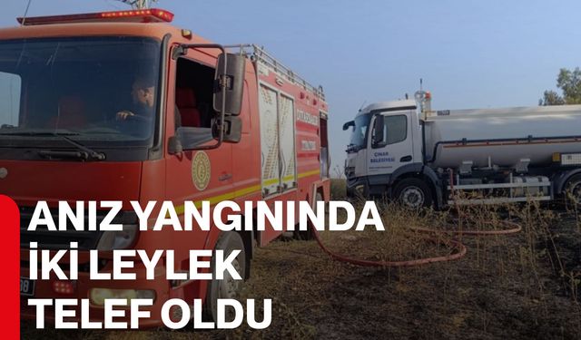 Anız yangınında iki leylek telef oldu