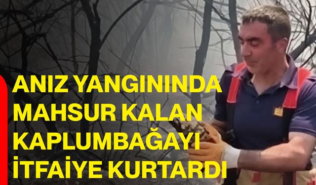 Anız yangınında mahsur kalan kaplumbağayı itfaiye kurtardı