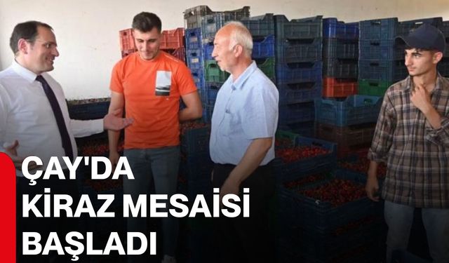 Çay'da kiraz mesaisi başladı
