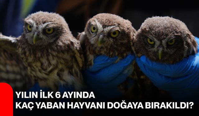 Yılın ilk 6 ayında kaç yaban hayvanı doğaya bırakıldı?