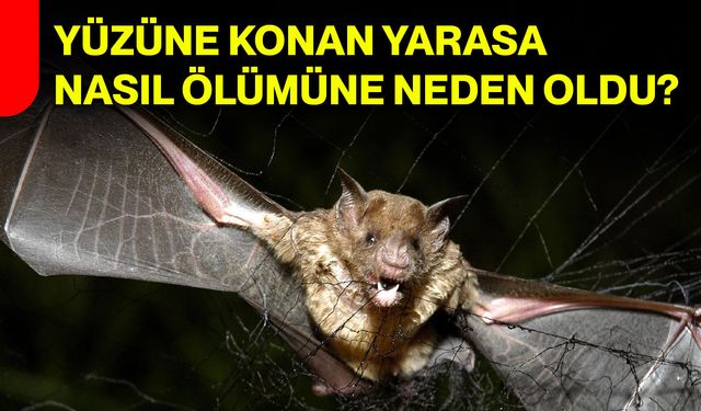Yüzüne konan yarasa nasıl ölümüne neden oldu?