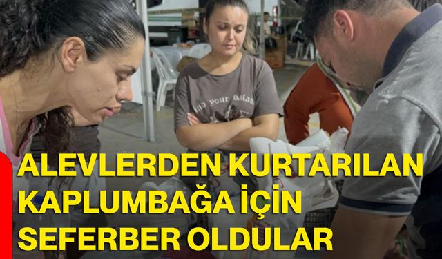 Alevlerden kurtarılan kaplumbağa için seferber oldular