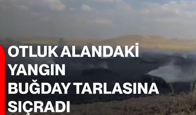 Otluk alandaki yangın buğday tarlasına sıçradı