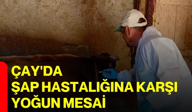 Çay'da şap hastalığına karşı yoğun mesai