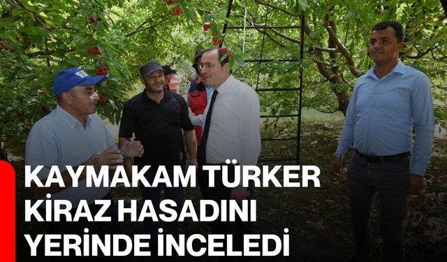 Kaymakam Türker kiraz hasadını yerinde inceledi
