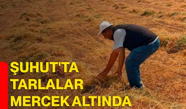 Şuhut'ta tarlalar mercek altında