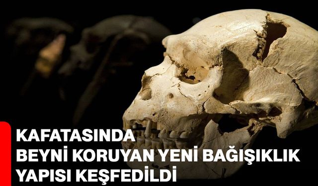 Kafatasında Beyni Koruyan Yeni Bağışıklık Yapısı Keşfedildi