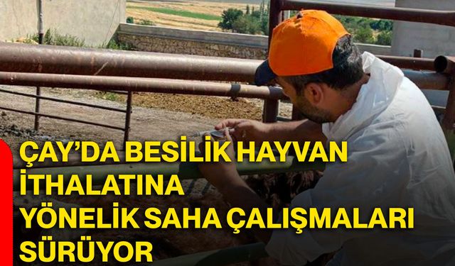 Çay’da besilik hayvan ithalatına yönelik saha çalışmaları sürüyor