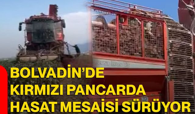 Bolvadin’de kırmızı pancarda hasat mesaisi sürüyor