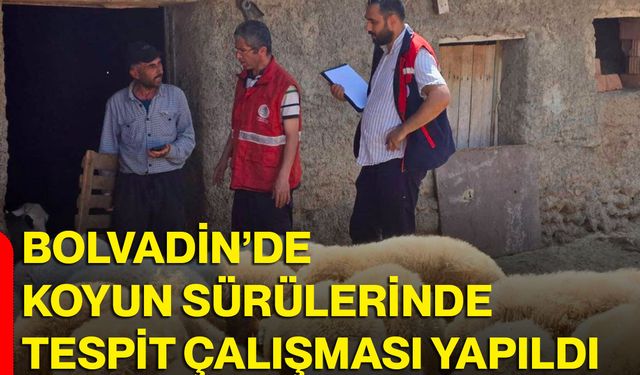 Bolvadin’de koyun sürülerinde tespit çalışması yapıldı