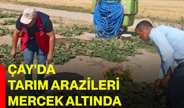 Çay’da tarım arazileri mercek altında