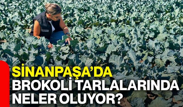 Sinanpaşa’da brokoli tarlalarında neler oluyor? Kontroller sıklaştırıldı