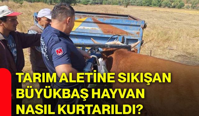 Tarım aletine sıkışan büyükbaş hayvan nasıl kurtarıldı?