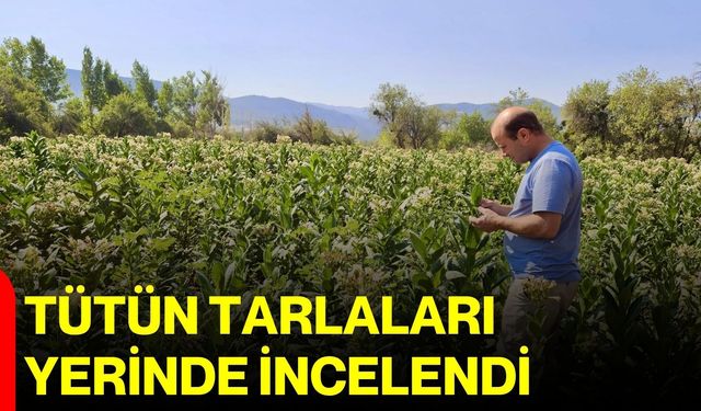Tütün tarlaları yerinde incelendi