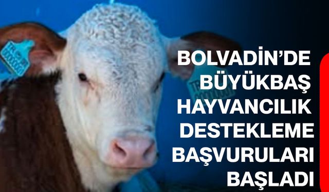 Bolvadin’de büyükbaş hayvancılık destekleme başvuruları başladı