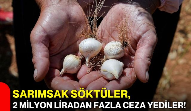 Sarımsak söktüler, 2 milyon liradan fazla ceza yediler!