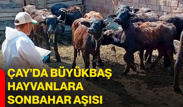 Çay’da büyükbaş hayvanlara sonbahar aşısı