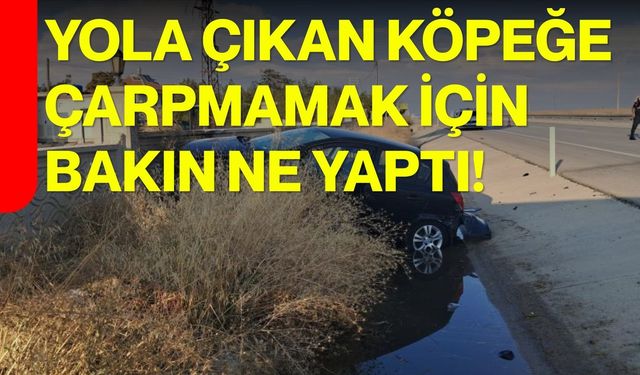 Yola çıkan köpeğe çarpmamak için bakın ne yaptı!?