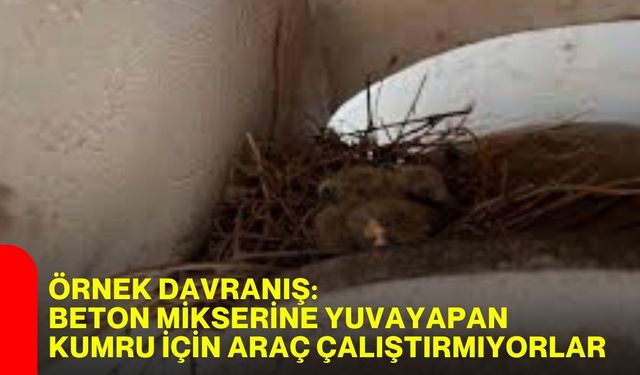 Örnek davranış: Beton mikserine yuva yapan kumru için araç çalıştırmıyorlar