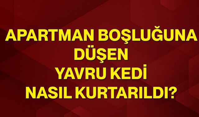 Apartman boşluğuna düşen yavru kedi nasıl kurtarıldı?