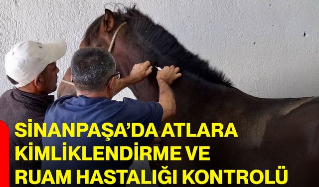 Sinanpaşa’da atlara kimliklendirme ve ruam hastalığı kontrolü