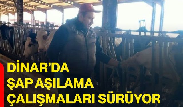 Dinar’da şap aşılama çalışmaları sürüyor