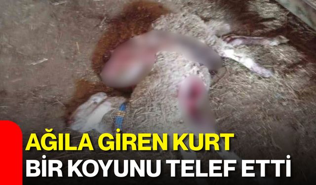 Ağıla giren kurt bir koyunu telef etti