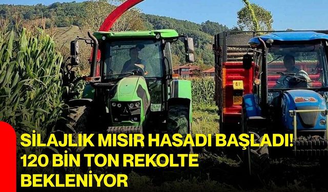 Silajlık mısır hasadı başladı! 120 bin ton rekolte bekleniyor