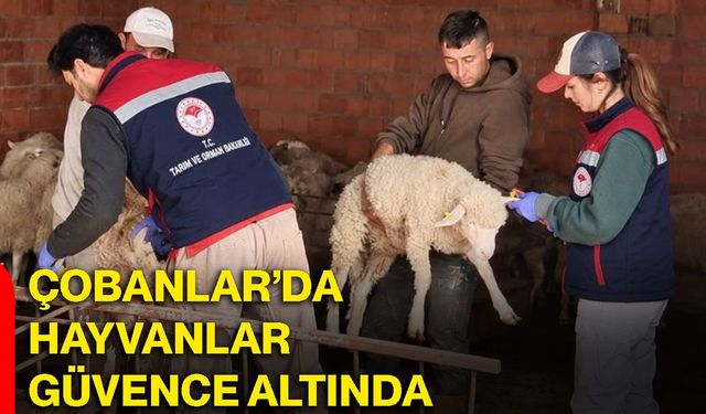 Çobanlar’da hayvanlar güvence altında