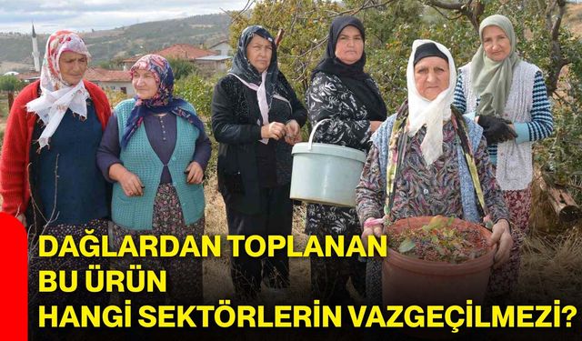 Dağlardan toplanan bu ürün hangi sektörlerin vazgeçilmezi?