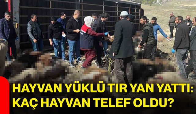 Hayvan yüklü tır yan yattı: Kaç hayvan telef oldu?