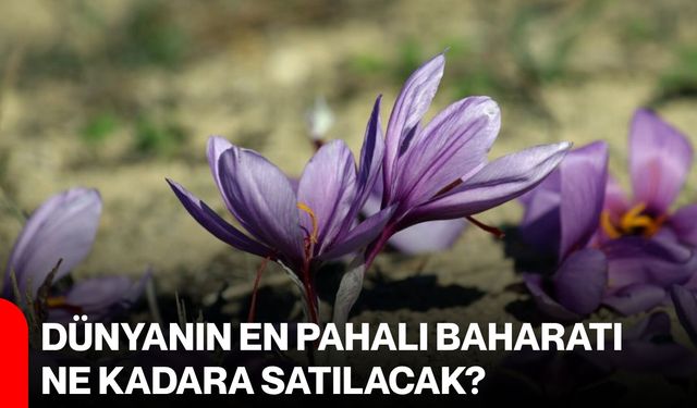 Dünyanın en pahalı baharatı ne kadara satılacak?