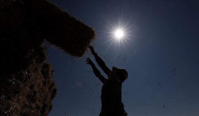 900 milyon çiftçi için sıcaklık stresi alarmı