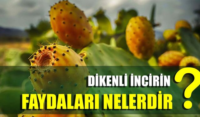 Dikenli incirin faydaları nelerdir?