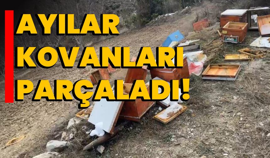 Ayılar Kovanları Parçaladı!