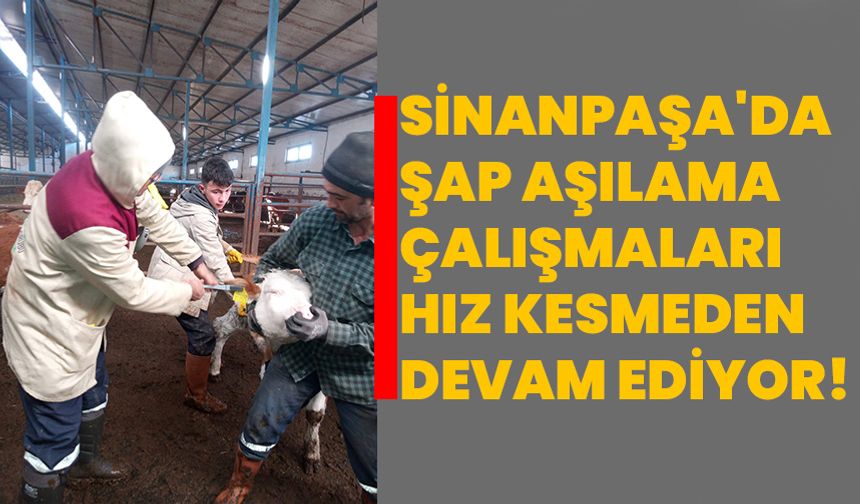 Sinanpaşa'da Şap Aşılama Çalışmaları Hız Kesmeden Devam Ediyor!