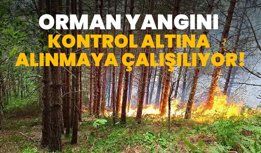 Kastamonu'da çıkan orman yangını kontrol altına alınmaya çalışılıyor!