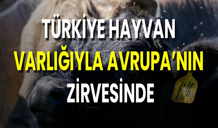 Türkiye Hayvan Varlığıyla Avrupa’nın Zirvesinde