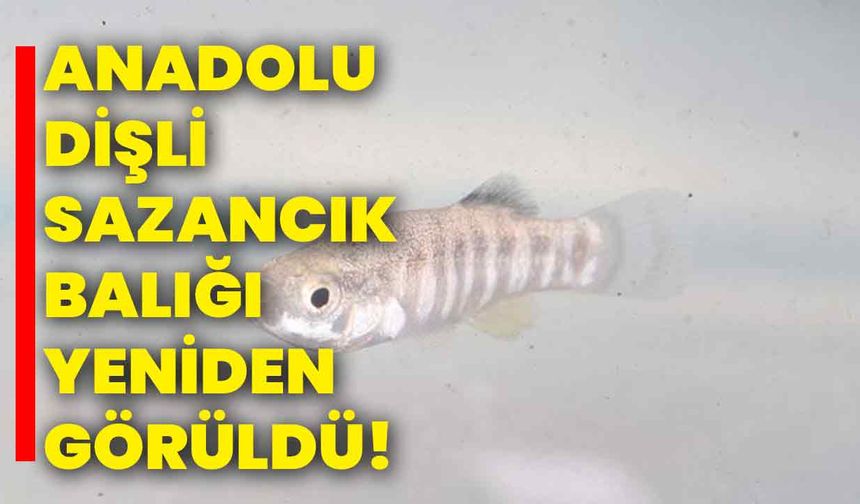 Anadolu Dişli Sazancık Balığı Yeniden Görüldü