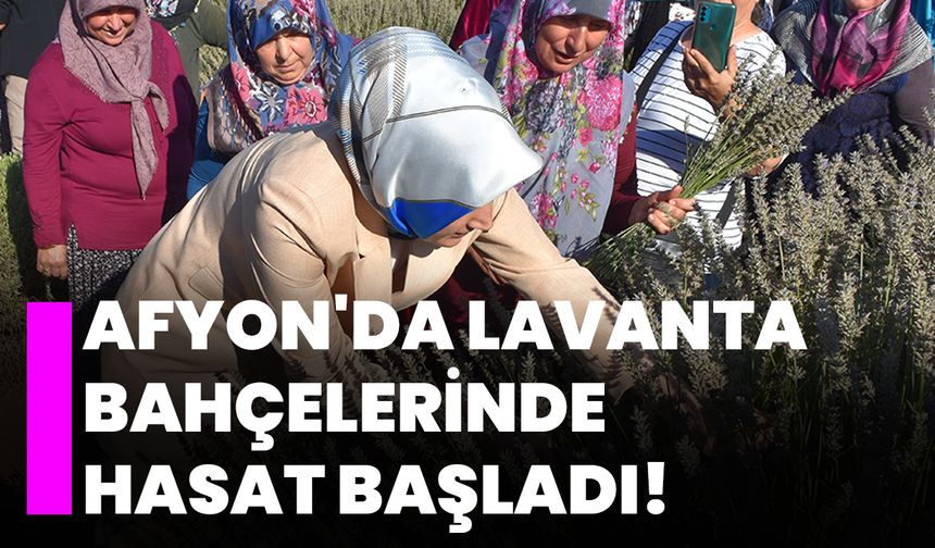 Afyon'da lavanta bahçelerinde hasat başladı!