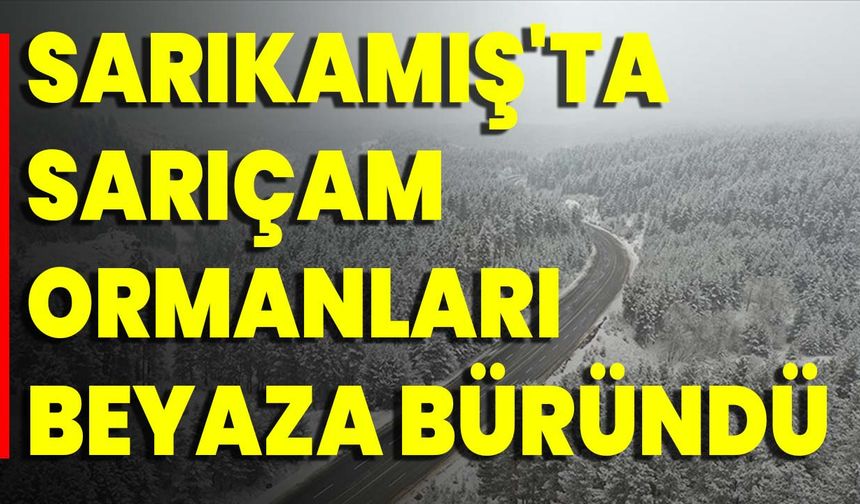 Sarıkamış'ta Sarıçam Ormanları Beyaza Büründü