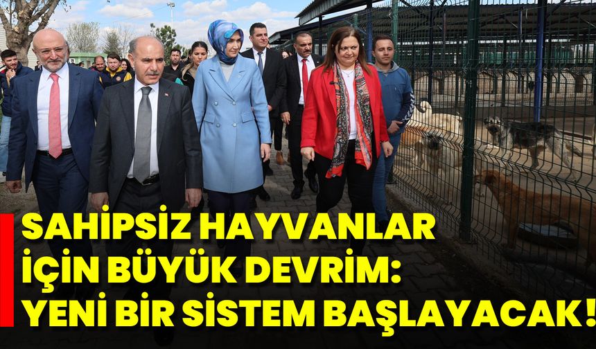 Sahipsiz Hayvanlar İçin Büyük Devrim: Yeni Bir Sistem Başlayacak!