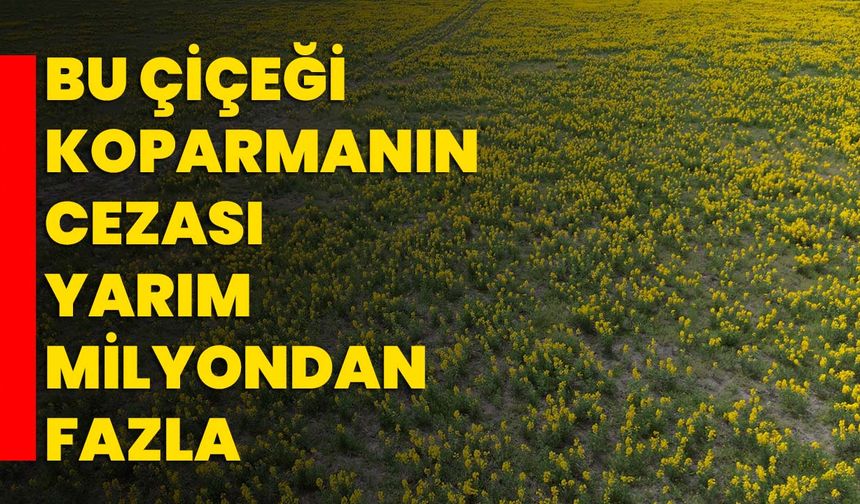 Bu çiçeği koparmanın cezası yarım milyondan fazla