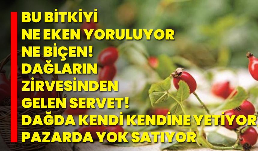 Bu Bitkiyi Ne Eken Yoruluyor Ne Biçen! Dağların Zirvesinden Gelen Servet! Dağda Kendi Kendine Yetiyor